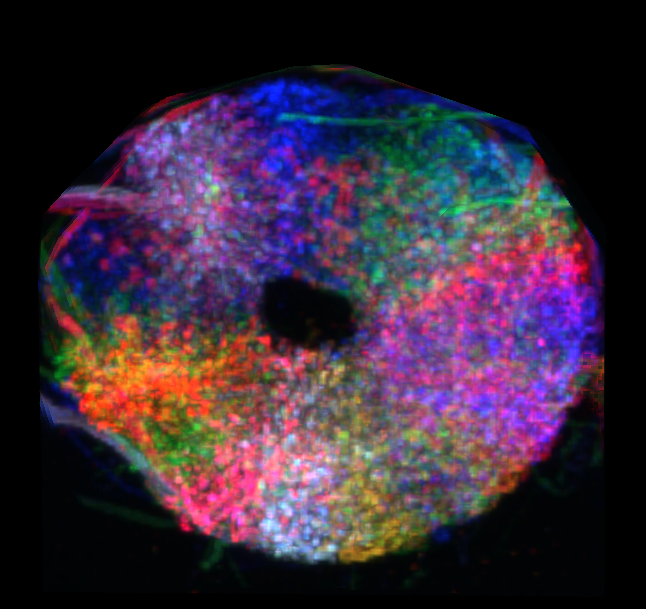 The arbors of compass neurons in the ellipsoid body are labeled in different colors. Credit: Tanya Wolff, Nirmala Iyer & Gerry Rubin.