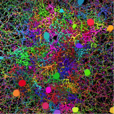 Credit: Alex Norton, EyeWire, Seung Lab, MIT.