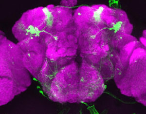 This image shows the fruit fly brain (magenta), including mushroom body neurons (green), which are unique to the insect brain. By studying gene expression in individual neurons, researhcers can investigate the relationship between genes and behavior. (Credit: Janelia Farm/HHMI - FlyLight)