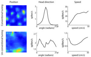 Cells in the top row have conventional tuning curves — they respond to a specific position (left), head direction (middle) or speed (right.) The cells in the bottom row don’t fit conventional categories but can be quantified by statistical methods. The cell on the right, for example, responds to both high and low speeds. Credit: Lisa Giocomo