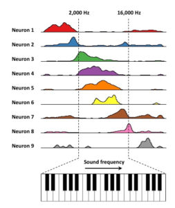 Some cells in the hippocampus respond to specific frequencies. Credit: Tank and Aronov