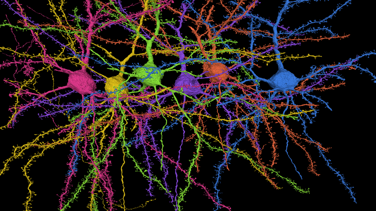 Как называются клетки головного мозга. Нейронные связи. Нейроны головного мозга. Нейронные связи в мозге. Нейронная сеть мозга.