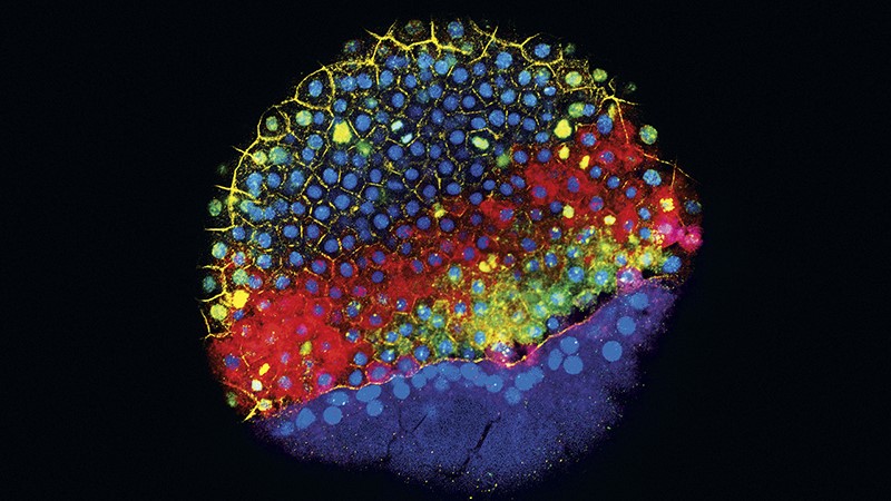 Image of cell veleping in zebrafish embryo