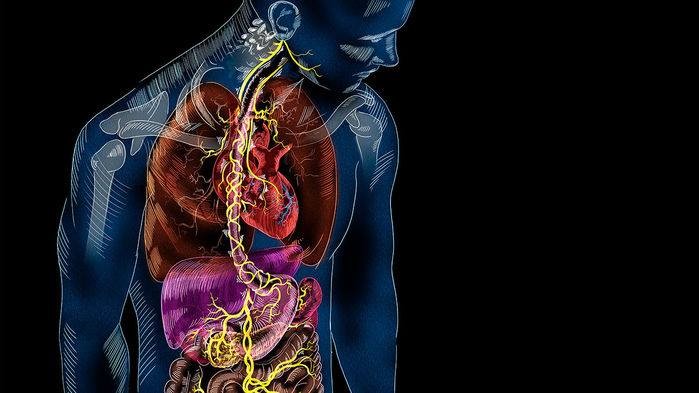 Internal organ visualization of human body