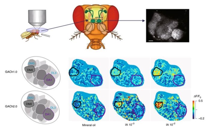 GACh sensors reveal dynamics of endogenous ACh release in Drosophila