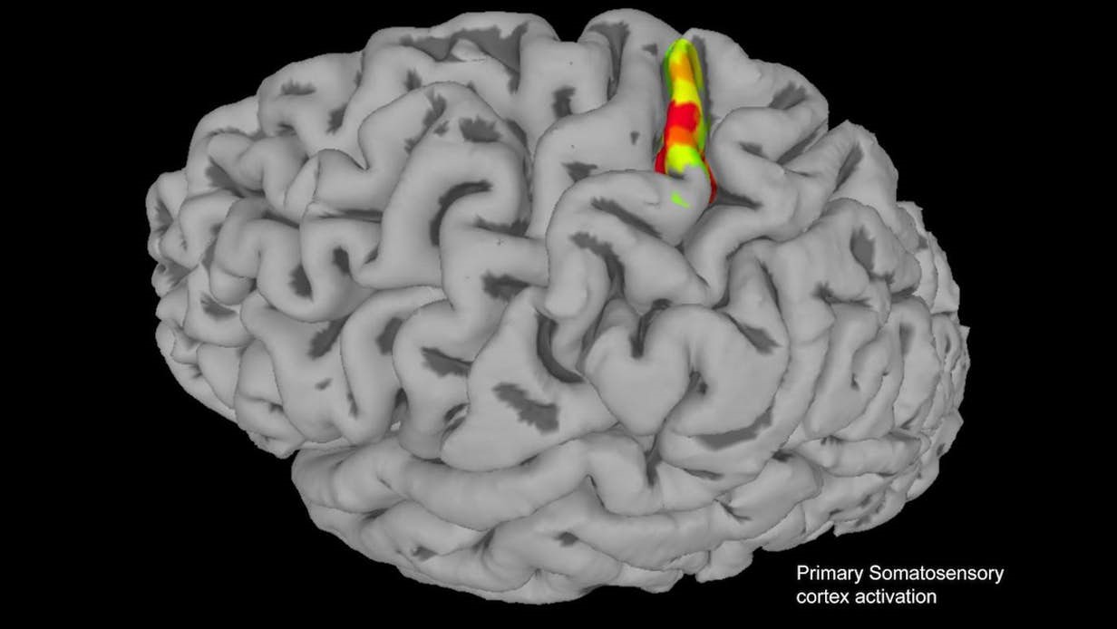 Image of brain with highlight over primary somatosensory cortex