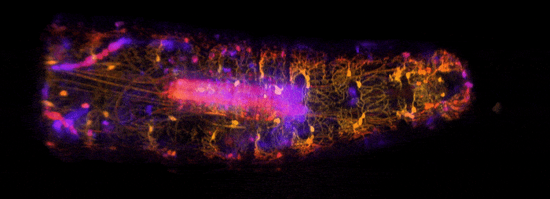 High-speed, volumetric SCAPE microscopy was used to capture the activity of neurons inside freely moving Drosophila larvae. Credit: Hillman lab