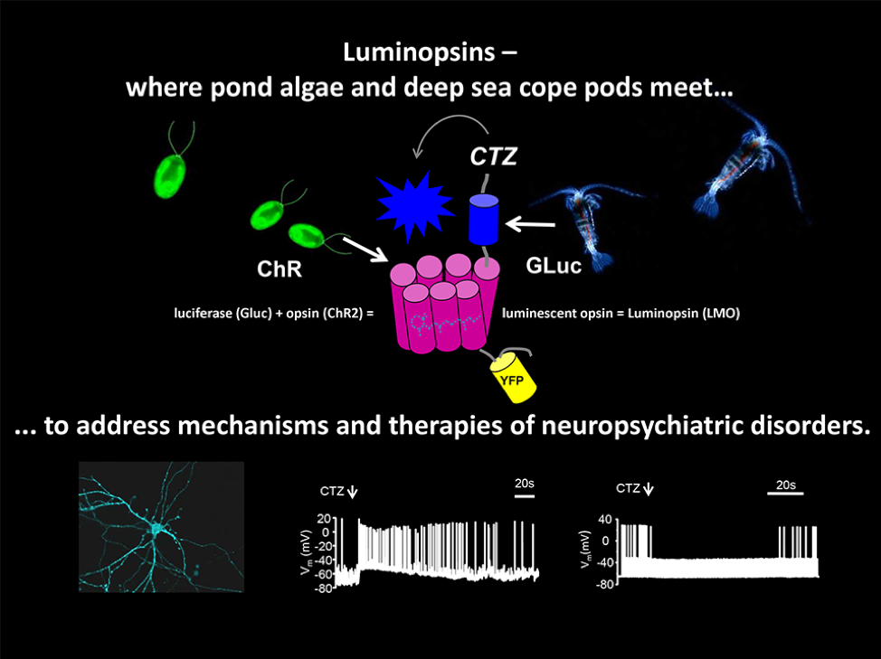 Schematic of luminopsin (LMO) proteins developed by the Lipscombe and Hochgeschwender laboratories.  Neurons in the brain can be modified to express LMOs.  When a substrate is added, the luciferase domain emits light, which is detected by the light-sensing opsin domain.  Depending on the type of opsin, this can either activate or silence signaling by the neuron.
