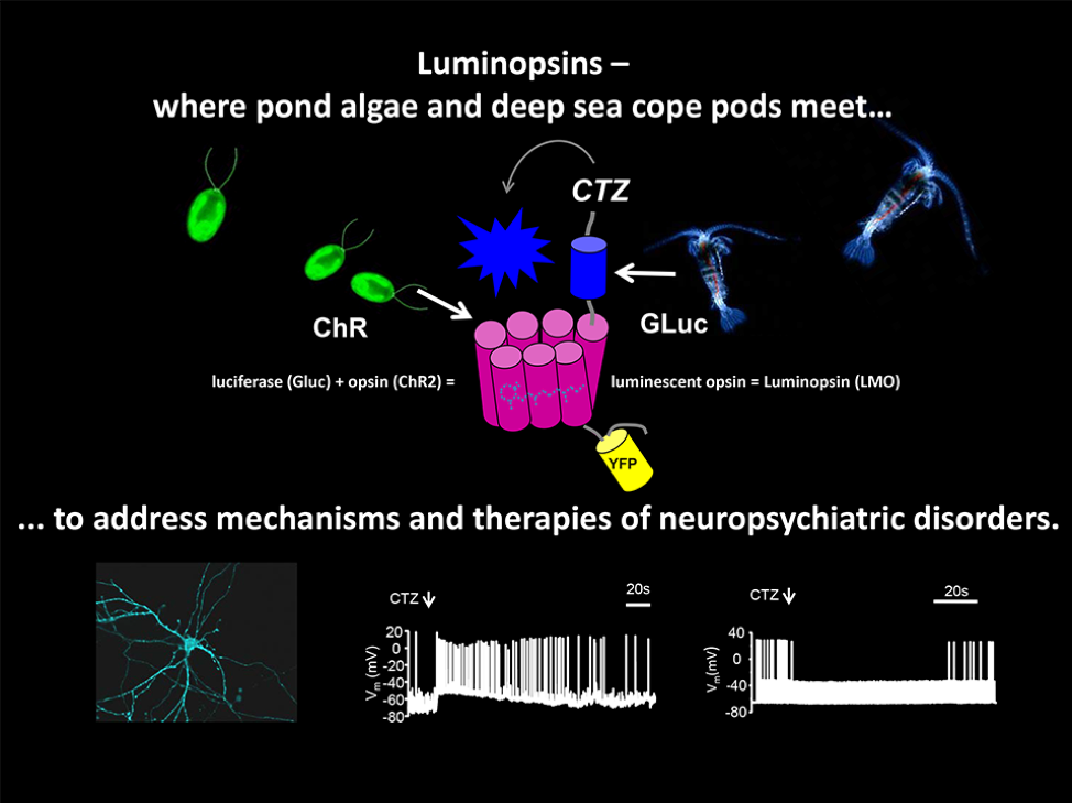 Schematic of luminopsin (LMO) proteins developed by the Lipscombe and Hochgeschwender laboratories. Neurons in the brain can be modified to express LMOs. When a substrate is added, the luciferase domain emits light, which is detected by the light-sensing opsin domain. Depending on the type of opsin, this can either activate or silence signaling by the neuron.