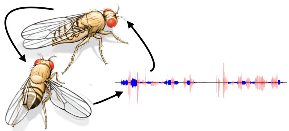 Wing vibration song pattern of a male Drosophila melanogaster in the presence of a female. Neurological recognition of the song elicits a behavioral response in the female fly.