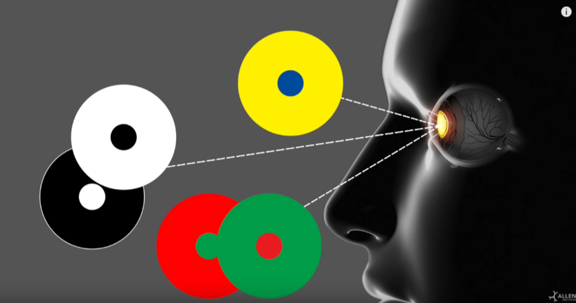 picture of a profile with the eye looking at various colored circles.