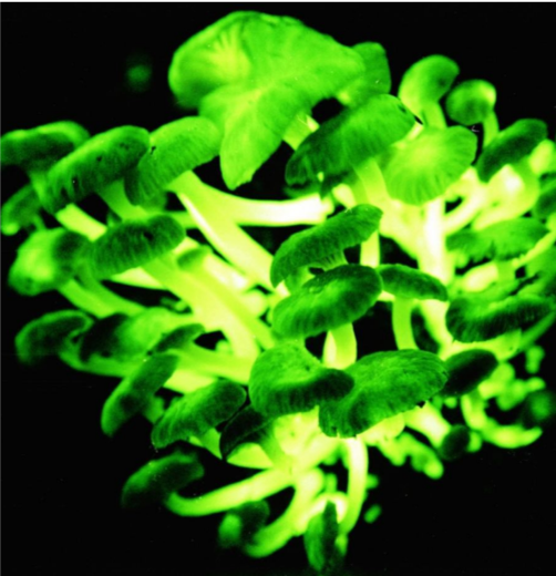 Picture of luminescent mushrooms. shedding light on how the luminescent properties of glowing organisms – like fireflies, jellyfish, and fungi
