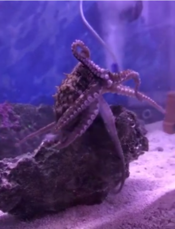 Picture of an Octopus. studying the brain and nervous system of an octopus