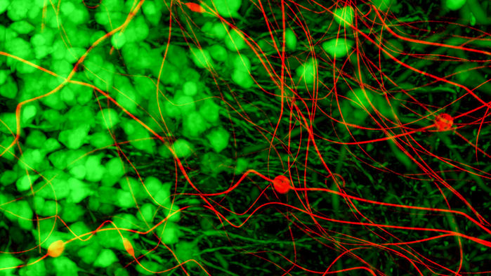 green and red neurons