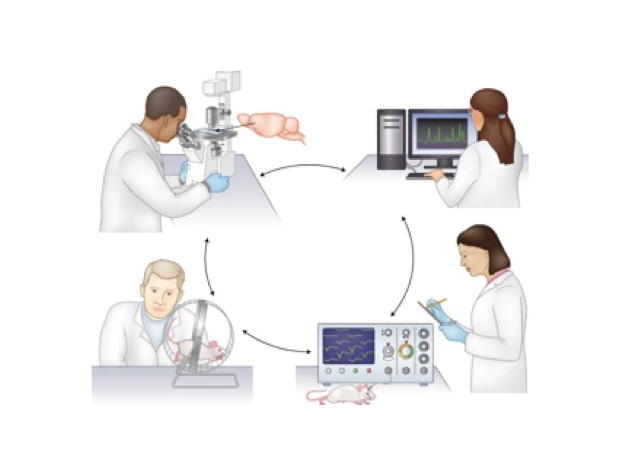 Collaboration is key to scientific progress. Each year, Nature Methods publishes a list of “<a href="https://www.nature.com/nmeth/articles?type=method-to-watch">Methods to Watch</a>”.Among the emerging tools in science, the <a href="https://braininitiative.nih.gov/brain-programs/cell-census-network-biccn">BRAIN Initiative’s Cell Census Network (BICCN)</a> was highlighted as a <a href="https://www.nature.com/articles/s41592-019-0706-2">collaborative project of the year</a>. The goal of this large-scale project is to use molecular, anatomical, and functional data to create a comprehensive census of cell types in the brains of species ranging from fish and mice to humans. The project will also use an infrastructure to disseminate and share data with scientists and the public. BICCN-funded scientists made several breakthroughs last year: one <a href="https://www.cell.com/cell-reports/fulltext/S2211-1247(19)31381-6">study showed how the human brain can remarkably adapt after one half is damaged or removed</a> by re-wiring specialized neural networks. Looking forward, large-scale initiatives like this will greatly enhance our understanding of the brain and disease by bringing together experts to illuminate complex brain architecture.