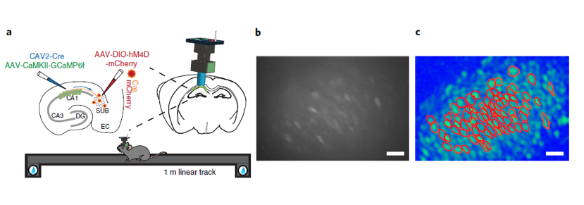 A list of the top scientific achievements of 2019 would not be complete without showcasing new ways to map and catalog the brain. 