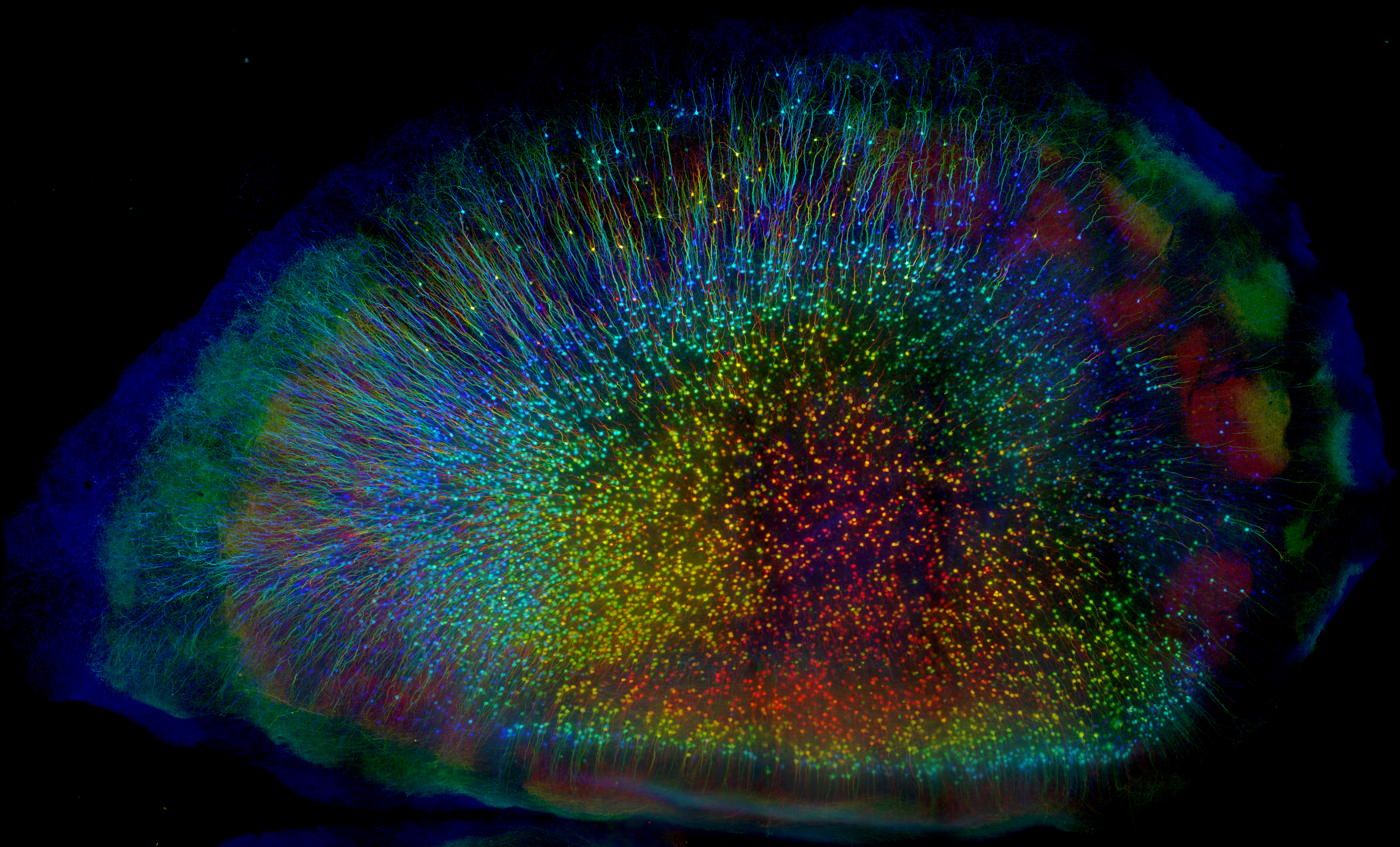 abstract rainbow image of brain