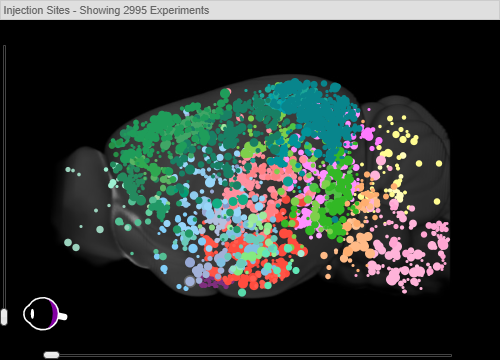 rainbow image of mouse brain