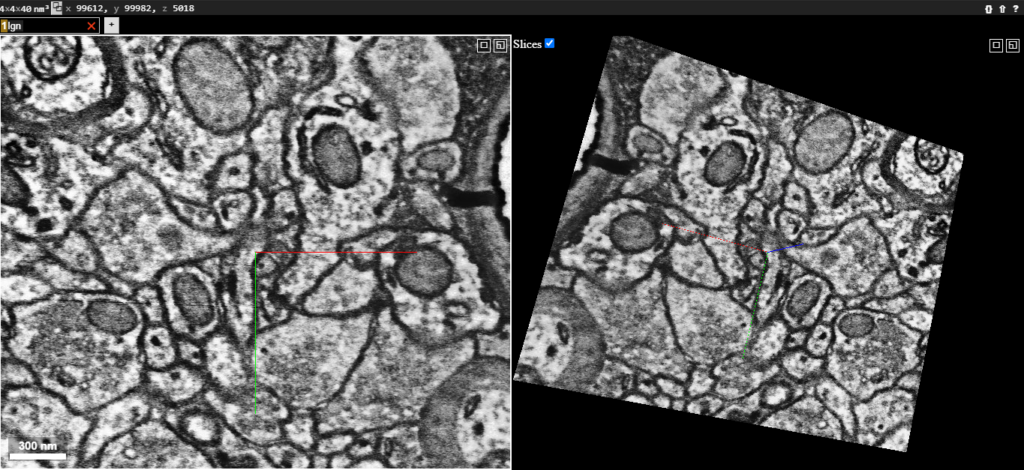 electron microscopy data image