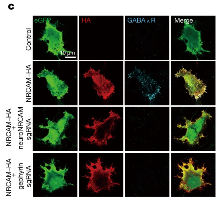 Astrocytes are the “master conductors” of the brain. This was, more or the less, the running headline across several science news outlets last year, including Neuroscience News, The Life Boat Foundation, and NR Times. This NIH-funded discovery published in 2020 was truly revolutionary. By using sophisticated viral and genetic techniques, these BRAIN researchers demonstrated that an astrocytic adhesion molecule called NRCAM regulates inhibitory, but not excitatory, synapses within the brain. “We really discovered that the astrocytes are the conductors that orchestrate the notes that make up the music of the brain,” said senior author and BRAIN researcher Dr. Scott Soderling in an article by Duke University News.