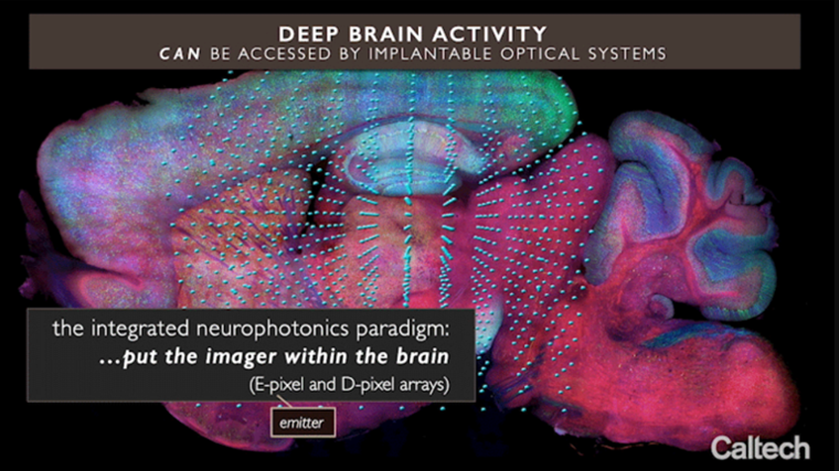 The year 2020 also fostered studies that spanned multiple BRAIN Initiative Alliance organizations. For instance, BRAIN Initiative funding allowed NIH, NSF, the Kavli Foundation, and DARPA to support an international collaboration aimed to realize “integrated neurophotonics,” defined by the research team as a combination of the advances in microchip-based integrated optical and electronic circuitry with advances in optogenetics. In their 2020 paper, these BRAIN researchers demonstrated the potential of their integrated neurophotonics paradigm in achieving fast, dense, and deep functional imaging in brain tissue. This video (image still above) depicts the integrated neurophotonics process. BRAIN researcher Dr. Michael Roukes told Caltech News, “Dense recording at depth—that is the key. We will not be able to record all of the activity of the brain any time soon. But could we focus on some of its important computational structures within specific brain regions? That's our motivation.” This study was also featured in Psychology Today.