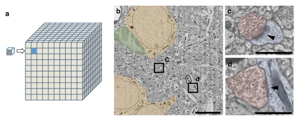 The IARPA MICrONS program also was a rousing success in the year 2020. For instance, IARPA-funded BRAIN researchers developed a petascale automated imaging pipeline for mapping neuronal circuits using high-throughput transmission electron microscopy. This work demonstrates the feasibility of acquiring large electron microscopy datasets at the level of cortical microcircuits across multiple brain regions. The image above shows a cubic millimeter of mouse cortex (a) as visualized using an electron microscope (b). Another advantage of this development in imaging is that it can be implemented in large research centers, as well as distributed over a number of smaller, individual laboratories.