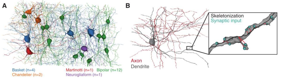 Another promising preprint comes from the IARPA-funded BRAIN researchers supporting the MICrONS project. These BRAIN researchers are using electron microscopy to establish multiscale and multimodal reconstructions of cortical structure and function (inhibitory interneurons are shown in (a) and an example basket cell are shown in (b)). Many of these data and analysis pipelines are openly available. Electron microscopy imaging data and cellular segmentation can be viewed at: https://microns-explorer.org/. The raw calcium imaging data are available together with the analysis code at: https://github.com/seung-lab/MicronsBinder. Further, the code for generating the cell and organelle reconstructions is available here: https://github.com/seung-lab/. Altogether this study represents another important leap forward in open science and data availability. 