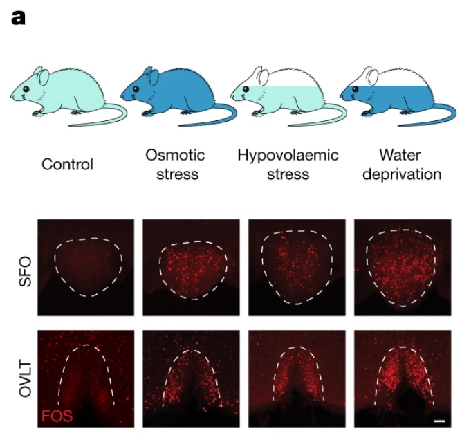 How does the brain quench thirst? One group of NIH-funded BRAIN researchers made quite the splash this year when they examined the cellular basis of different types of thirst in rodents. The two types of thirst they examined were osmotic and hypovolaemic thirst. Osmotic thirst is when we crave pure water, whereas hypovolaemic thirst is when we crave water with minerals. In the image above, elevations of blood osmolality, as well as the loss of body fluid induces robust c-Fos (an indirect marker of neural activity) expression in both the subfornical organ (SFO) and the organum vasculosum of the lamina terminalis (OVLT). Last year, NPR covered these findings in an article, “Water Or A Sports Drink? These Brain Cells May Decide Which One We Crave.” This work would not have been feasible without the open and welcoming environment espoused by U.S. universities in general and Caltech in particular,” said one researcher involved with this study in an article by Caltech News, thereby highlighting the importance of open borders in science.