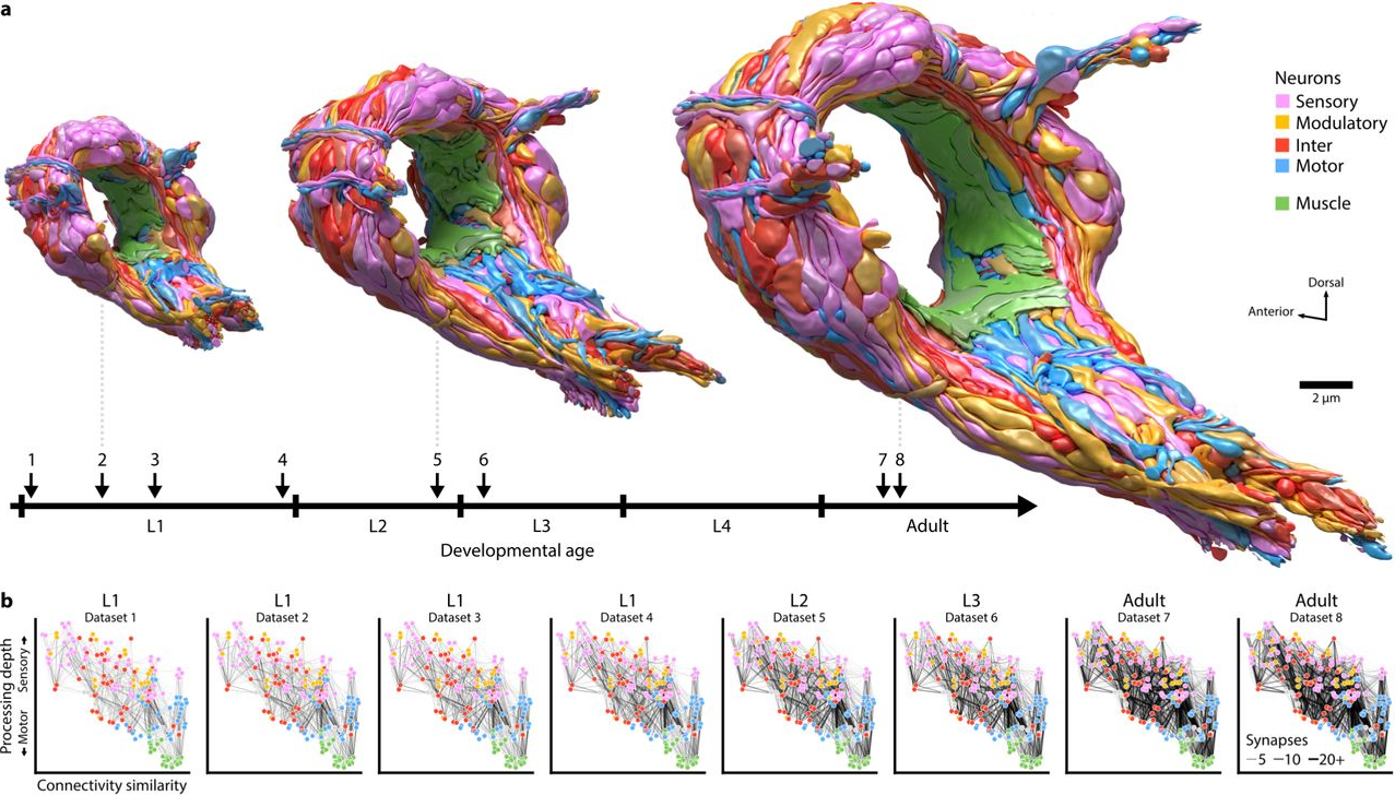 If these 2020 preprints are any indication, the year 2021 is likely to see myriad innovative publications. For instance, NSF-funded BRAIN researchers are mapping brain maturation across development in C. elegans. The image above is a depiction of the developmental timeline of eight reconstructed C. elegans brains, with topological models shown at three stages.