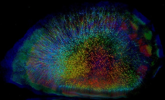 rainbow image of mouse cells