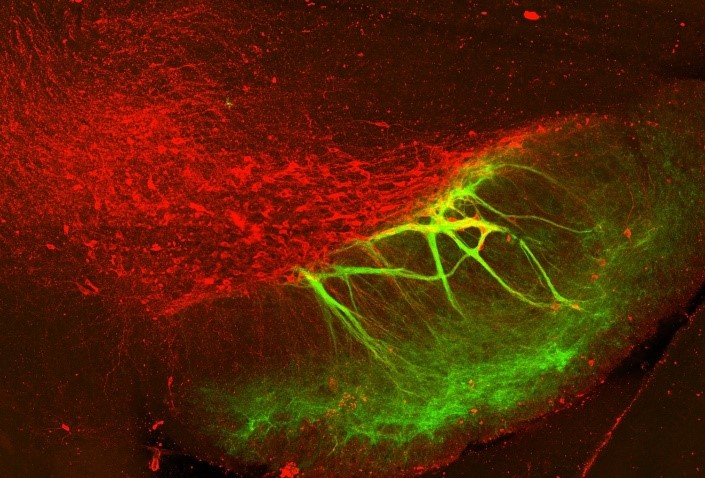 abstract image of a neuron