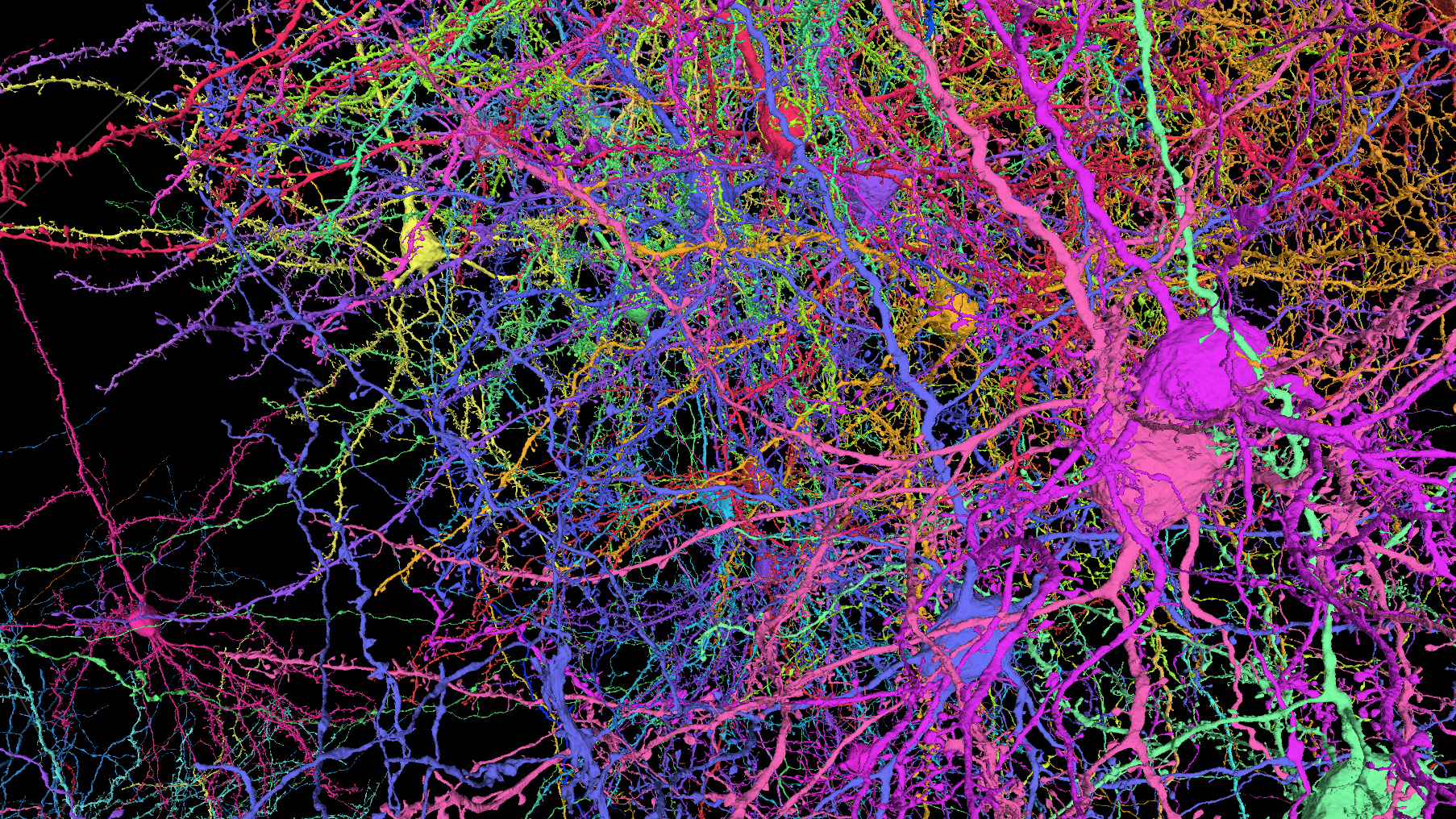 MICrONS Explorer: A virtual observatory of the cortex - The BRAIN