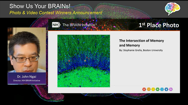 screenshot of virtual presentation. Dr. Ngai highlighting winner of BRAIN Photo Contest