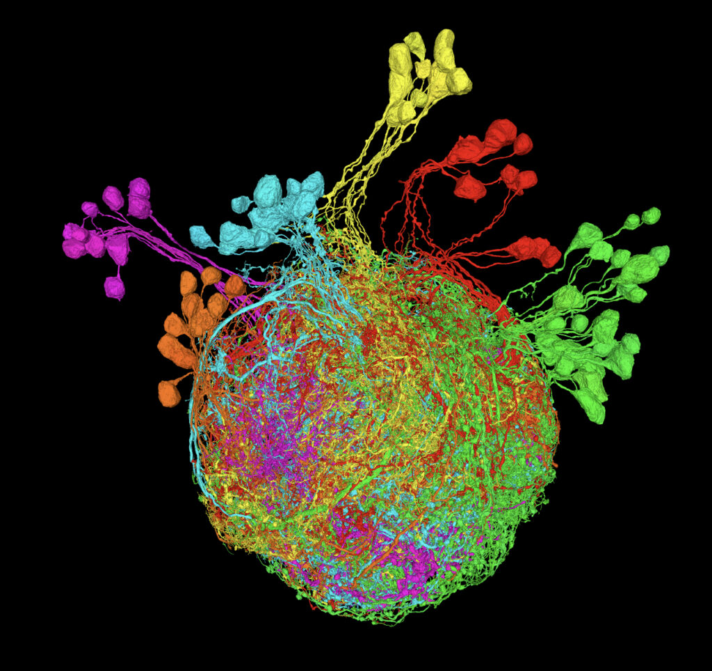 Premotor neurons of drosophila depicts in orange, purple, cyan, yellow, red and green on black background.