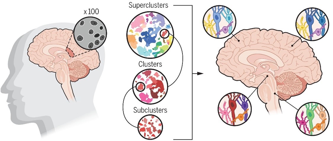 A diagram of a human brain depicting neuron organization and cell types by brain area.