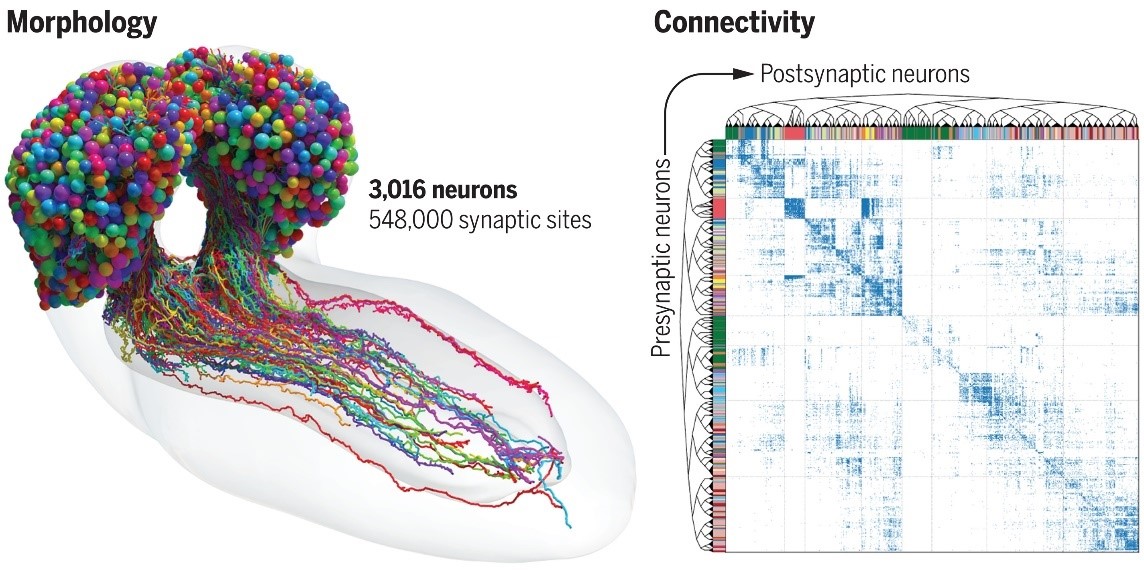 Fruit fly brain diagram indicating neuron types and connectivity.