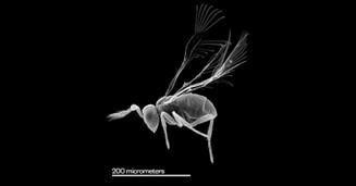 Scanning electron microscopy image of a wasp.